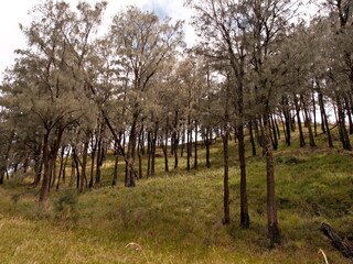 A forest with trees that are mostly brown and dead