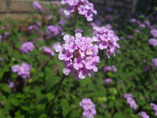Violet trailing lantana flowers on the sidewalk 