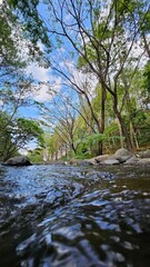 Fototapeta premium river with rocks and pine trees