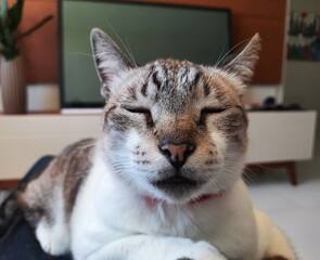 Cat sleeping at home