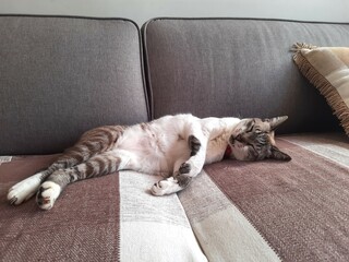 cat sleeping on sofa