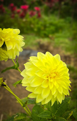 dahlia yellow flower in the garden