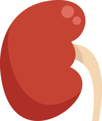 Simple anatomical illustration of a kidney filtering blood in the urinary system