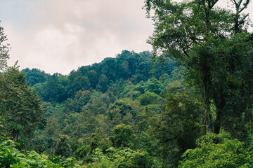 green forest in the mountains