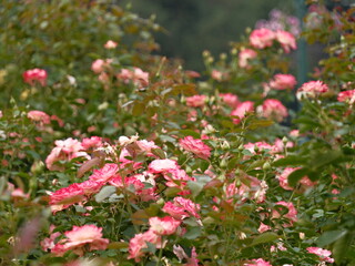 A field of pink flowers with green leaves