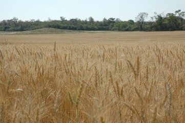 Wheat crops in northern Argentina