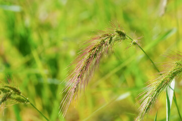 水田にたくさん自生しているイヌビエ