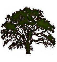 Silhouette of a majestic tree against a bright background.