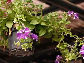A hanging plant with purple flowers in a black pot