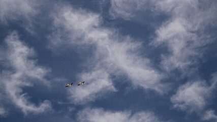 Pelican in the sky