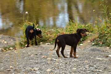 dog on the river