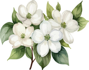 Beautiful Watercolor white flowers Dogwood Blossom with green leaf vector illustration
