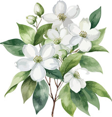 Beautiful Watercolor white flowers Dogwood Blossom with green leaf vector illustration