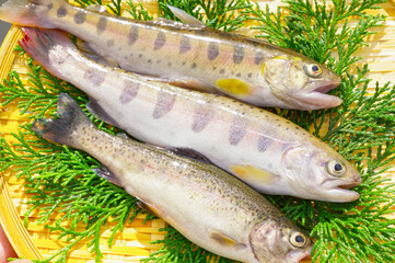 美味しそうなヤマメ