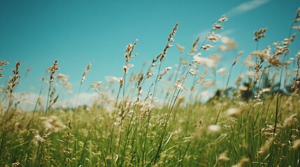 Obraz premium Tall grass blowing in the wind against a bright blue sky.
