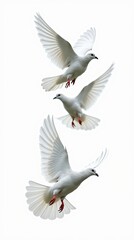 Obraz premium Close-up of three pigeons flying on a white background
