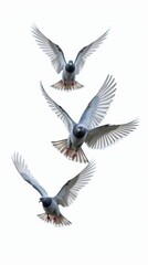 Fototapeta premium Three pigeons gracefully flying against a white background