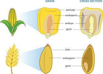 illustration of whole grains cross section