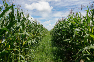 Corn field plantation growing up. Young green corn on the agricultural field. Green corn field with blue sky background.