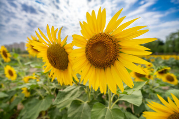 Fototapeta premium sunflower on a field