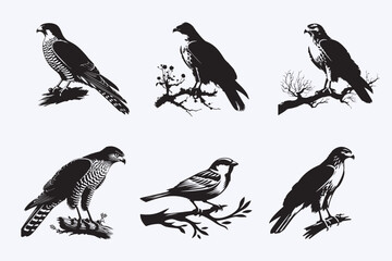 Creative 6 Birds silhouette vector style with white background