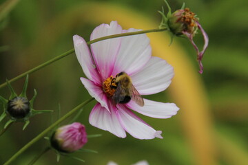 bee on a flower