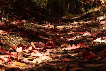 Fall Path