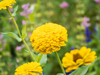 Yellow Zinnia flowers. Flowers zinnia elegans. Color nature background.