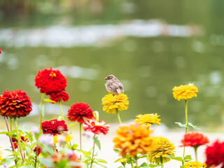 Small sparrow bird sits on bright flowers in sunny garden