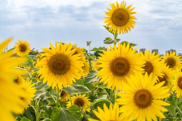 Fototapeta premium sunflower field