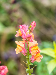 Pink flowers in the garden called Snapdragon or Antirrhinum majus or Bunny rabbits.