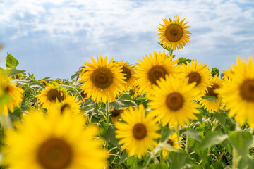 Obraz premium sunflower field