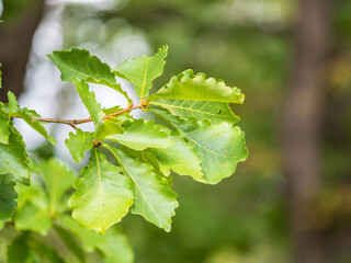 Oak branches with green and yellow leaves in autumn park.