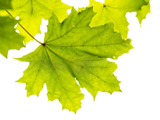 Maple branches with green and yellow leaves in autumn, in the light of sunset, isolated on white.