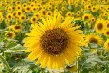 Obraz premium sunflower field