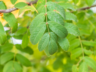 Sunlight shining through green leaves. Green leaves background