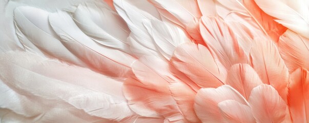 Fototapeta premium soft pastel feather composition, abstract texture