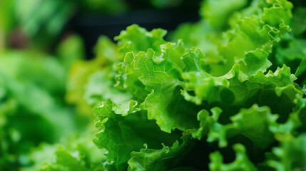 Fresh green lettuce growing in vegetable garden