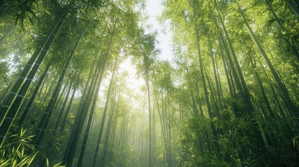 A Low-Angle View of a Dense Bamboo Forest, Sunlight Filtering Through the Canopy