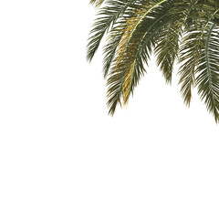 Palm tree branch isolated on transparent background. green leaf Palm tree branch isolated on...