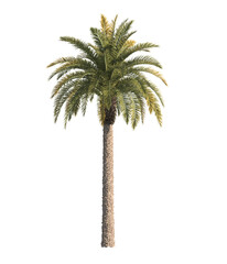 Single palm Tree isolated on transparent background. big old palm tree with green leaves stands alone on transparent background. palm tree on transparent background. side view of cutout palm tree.