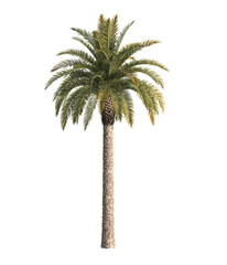 Single palm Tree isolated on transparent background. big old palm tree with green leaves stands...