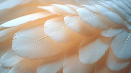 close-up of soft white feathers in
