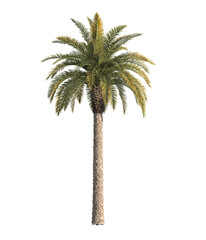 Single palm Tree isolated on transparent background. big old palm tree with green leaves stands alone on transparent background. palm tree on transparent background. side view of cutout palm tree.