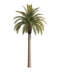 Single palm Tree isolated on transparent background. big old palm tree with green leaves stands alone on transparent background. palm tree on transparent background. side view of cutout palm tree.