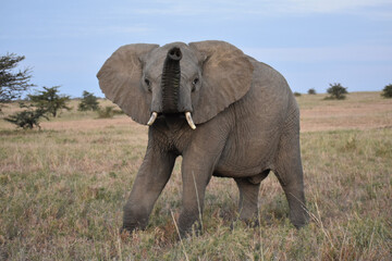 Fototapeta premium African elephant raising its trunk in challenge and alarm in the Maasai Mara, Kenya