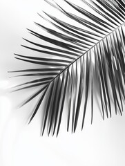 Fototapeta premium Palm leaf on white background