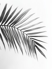 Obraz premium Palm frond against white