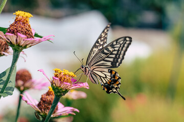 花にとまるアゲハチョウ - 美しい自然の瞬間