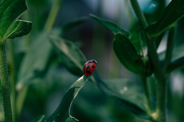 緑の葉とまるテントウムシ - 自然の中の美しい昆虫

